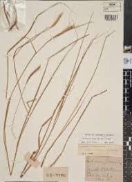 Image result for Sehima