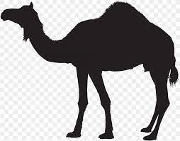 Please remember to share it with your friends if you like. Dromedary Bactrian Camel Silhouette Clip Art Png 8000x6279px Dromedary Arabian Camel Bactrian Camel Black And White