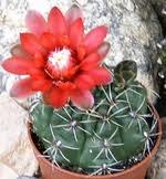 Mammillaria polythele is a cactus in the genus mammillaria, native to mexico. Polythele Als Mamillaria Tuluca Deklariert Aber