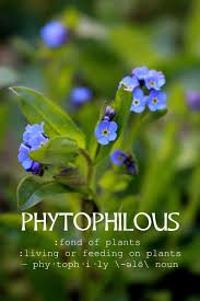 Phytophilous Fond Of Plants Living Or Feeding On Plants Phy Toph I Ly əle Noun Myosotis Sylvatica Photo By Aukje Bor Stokroos Plants Photo Nature