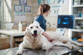 Ensuring Lifelong Health for Your Pet: The Critical Role of Annual Wellness  Check-ups - Happy Tails Animal Hospital