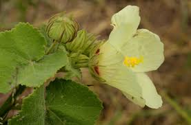 Image result for Pavonia senegalensis