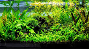 Filtration helps move and clean fish tank water, making it safe for fish to live in. How To Aquascape A Low Tech Planted Aquarium Part 1 Youtube