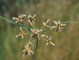 Image result for Bolboschoenus glaucus