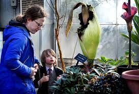 Umn S Corpse Flower Lets Its Rare Bloom Be Known By Stinking Up The Place Twin Cities