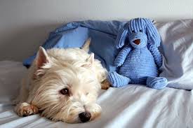 Barko Westie Dogs Westie Terrier Cutest Dog Ever