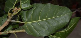 Image result for Ficus trichopoda