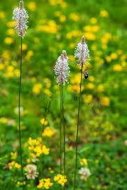 Image result for Plantaginaceae