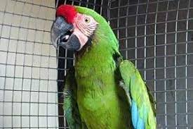 Loros Caracteristicas Tipos Especies Los Que Hablan Que Comen