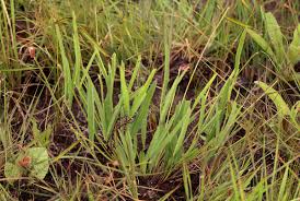 Image result for Tephrosia longipes × reptans