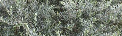 Image result for Olea