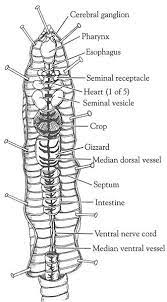 Earthworm Dissection In 2021 Apologia Biology Teaching Biology Biology Lessons