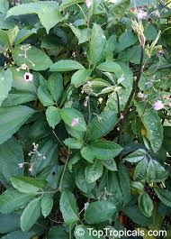 Image result for Telfairia occidentalis