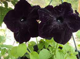 Full Size Picture Of Petunia Sophistica Blackberry Petunia Petunias Diy Plants Plants