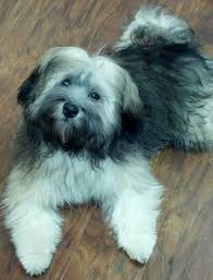 You can visit us personally at: Our Silver Sable Havanese El Bandito 6 Months Old Havanese Dogs Puppies Havanese Puppies
