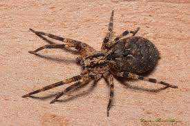 In condizioni ambientali ottimali un. Zoropsis Spinimana Dufour 1820