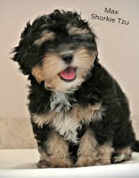 Shih tzu puppies females for sale in springfield, missouri. Shih Tzu Hybrid Dogs