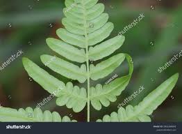 Image result for Histiopteris