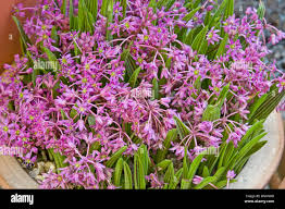 Image result for Ledebouria cooperi