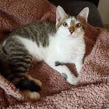 Findus Schickt Herzliche Grusse Aus Seinem Neuen Zuhause Er Hat Sich Rasch Eingelebt Und Macht Frohlich Jede Meng Freude Am Leben Herzliche Grusse Neues Zuhause