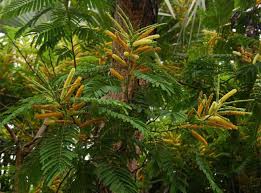 Image result for Entada abyssinica