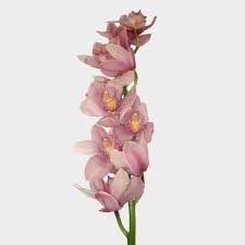 Image result for Cymbidium