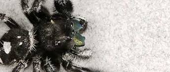 710 cindy blair way lexington, kentucky. All Rite Pest Control In Lexington Ky Versailles