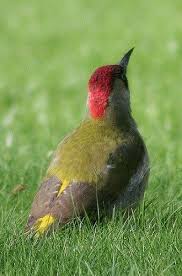 Epingle Sur Beastie Box