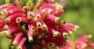 Erica Densifolia Trees To Plant Alien Plants Australian Native Plants