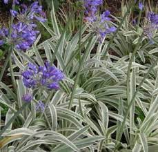Agapanthus Tinkerbell Midland Horticulture Agapanthus Blue Plants Fast Growing Shade Trees