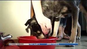 Pet owners are using cbd oils to help their dog manage chronic pain, anxiety, inflammation, and more. Pet Owners Turn To Marijuana Infused Products To Treat Animals Ailments