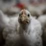 French Jurists Demand End to Intensive Farming Citing Legal and Animal Welfare Concerns
