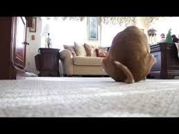 Pin On Dog Speak What Do Dog Behaviors Mean