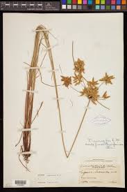 Image result for Pycreus unioloides