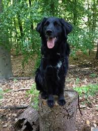 Most weigh in at 50 to 110 pounds and range in height from 23 to 25. Barnyflat Coated Retriever Mix Katzkratz De Naturholzkratzbaume