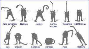Tout va bien quand il vous accueille le soir à votre retour, vous. Pourquoi Les Chats Remuent La Queue 6 Etapes