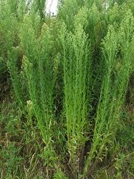 Image result for Erigeron sumatrensis