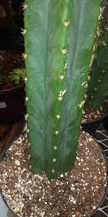 Great savings & free delivery / collection on many items. Is This An Active Non Pc San Pedro The Ethnobotanical Garden Shroomery Message Board
