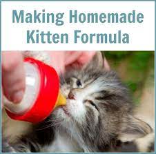 Making Homemade Kitten Formula Kitten Formula Kitten Food Kitten Formula Recipe