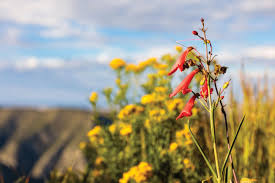 Cactus flower additional 20% on last minute mothers day flowers with code. From New Mexico To Texas On This 100 Mile Long Trail