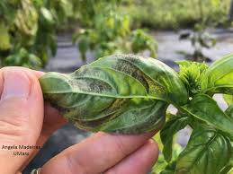 In this article, we'll consider the best way to plant and maintain basil. Vegetable Basil Downy Mildew Umass Center For Agriculture Food And The Environment