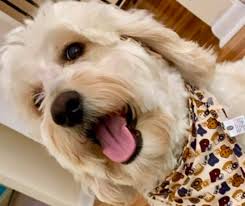 Our groomers take special care to make each grooming visit a spa experience for your pet. Top Rated Mobile Pet Groomers Near Me