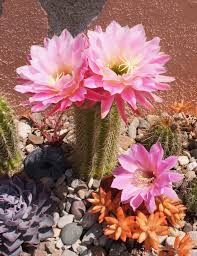 Place the pot in a bright location and make sure you water the offsets. Trichocereus Hybrid First Light Many Planted April 17 And Doing Well In All Garden Locations The Short Partiall Mother Plant Cacti And Succulents Plants