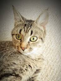 Check out the cats who are waiting for their forever home! Independent Animal Rescue Durham Nc Such A Sweet Girl Was Saved From Kill Only Shelter Animals Animal Rescue Cute Animals