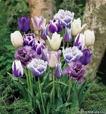 Blaue Tulpen Google Paieska Bulb Flowers Tulips Flowers Purple Tulips