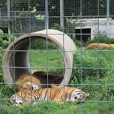 This facility is dedicated to helping needy large cats, including lions, tigers, and leopards. Wisconsin Big Cat Rescue Zoochat