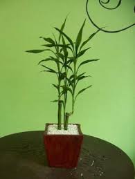 Perfectas para la decoración de la casa. Tener Un Bambu Recomendaciones Decorativas Plantas