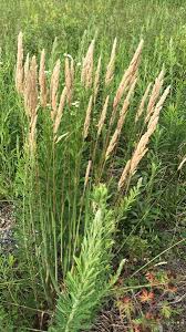 Image result for Agrostis epigejos