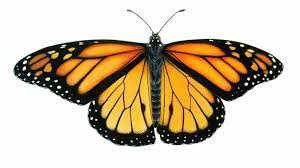 Schmetterling Bedeutung Und Symbole Deko Feiern Tattoos Zenideen Butterfly Watercolor Butterfly Art Painting Butterfly Clip Art