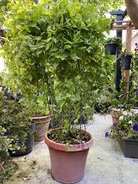 Image result for Tiliacora